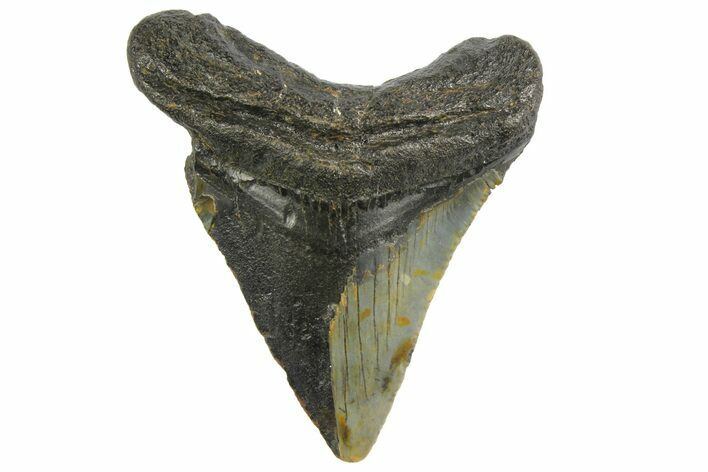 Bargain, Megalodon Tooth - North Carolina #152841